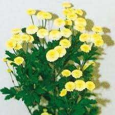 MATRICARIA VEGMO GIALLO NR.1000 SEMI - Foto 2